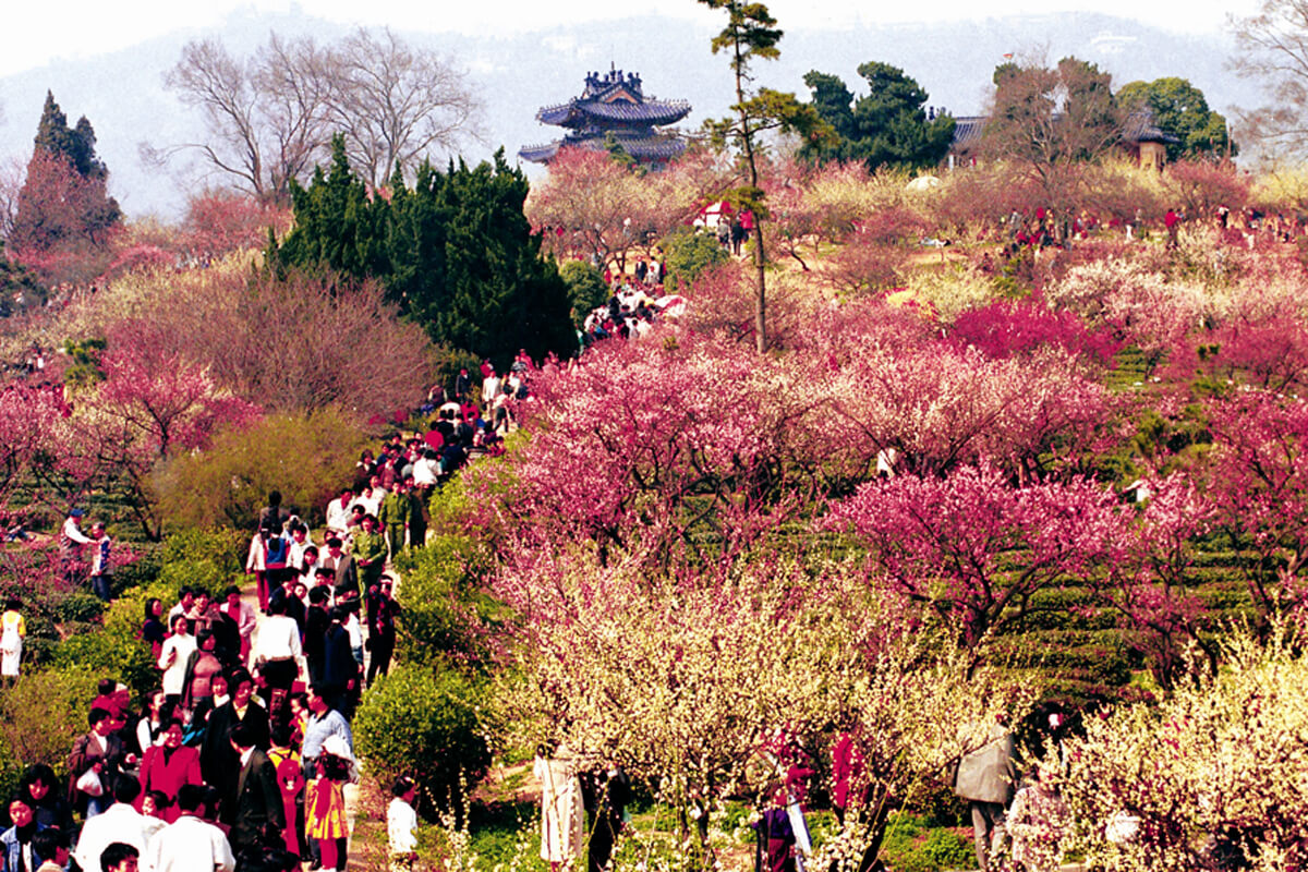 Nanjing International Plum Blossom Festival