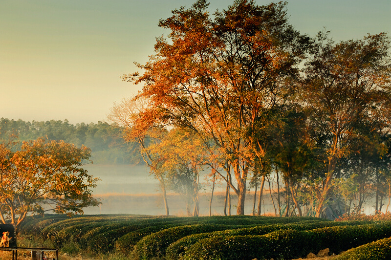 Autumn in Nanjing